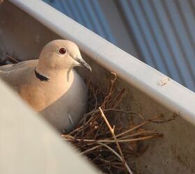 How To Keep Birds Out Of Gutters (In A Few Easy Steps!)