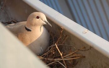 How To Keep Birds Out Of Gutters (In A Few Easy Steps!)