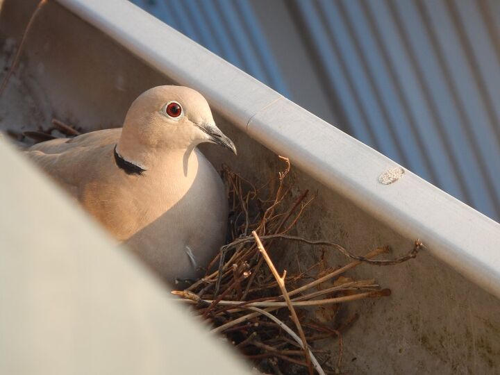 how to keep birds out of gutters in a few easy steps