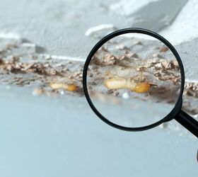 how long does a termite inspection take find out now