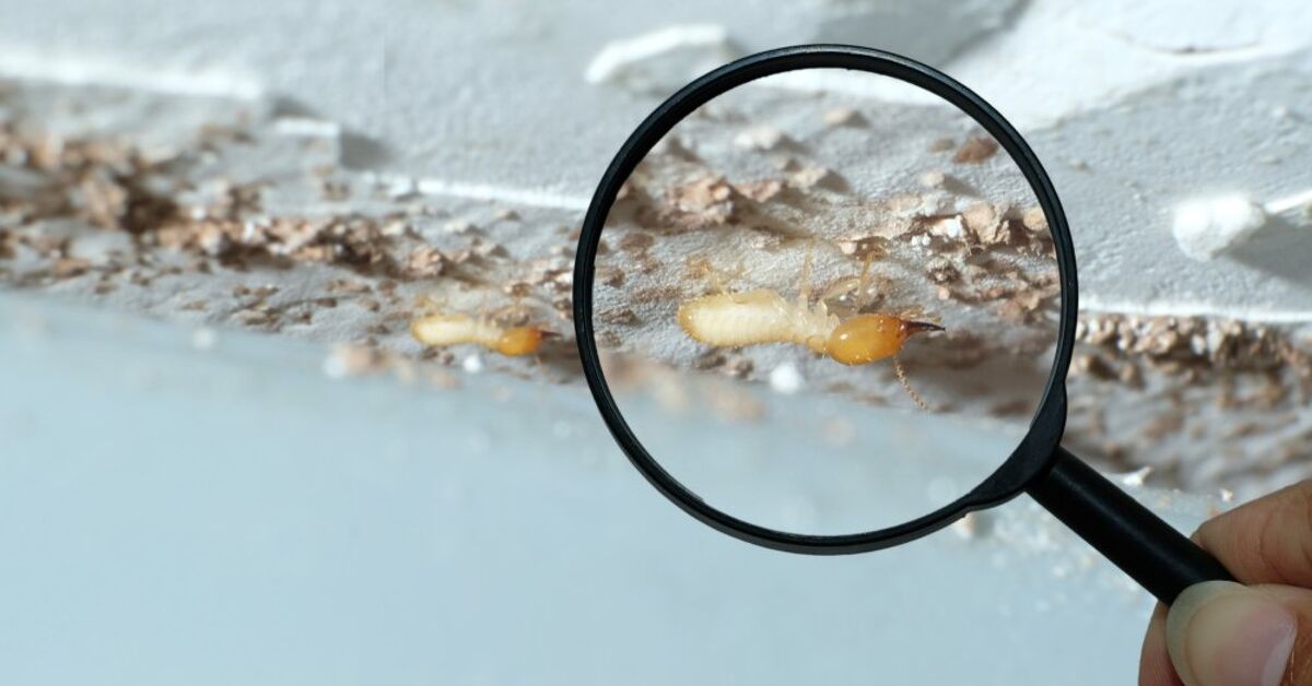 How Long Does A Termite Inspection Take Find Out Now Upgradedhome how-long-does-a-termite-inspection-take-find-out-now-upgradedhome