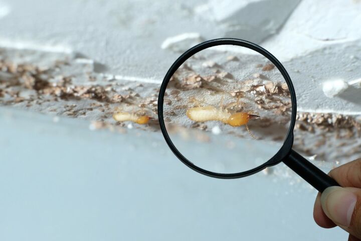 how long does a termite inspection take find out now