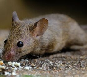 what attracts mice find out now