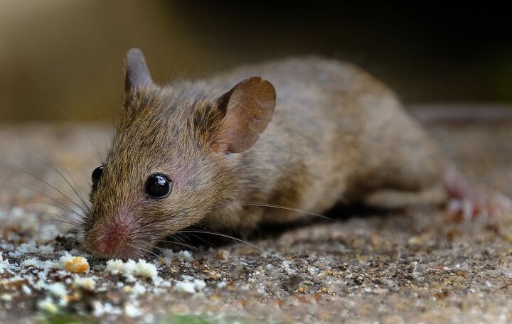 what attracts mice find out now