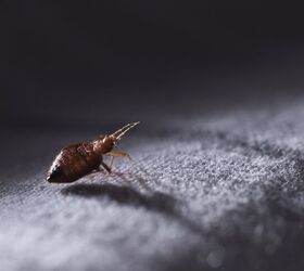 Is It Possible To Only Have One Bed Bug? (Find Out Now!)