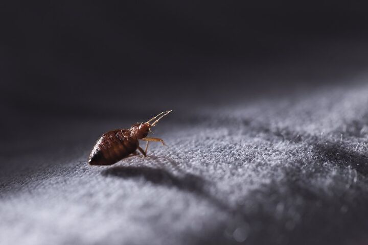 is it possible to only have one bed bug find out now