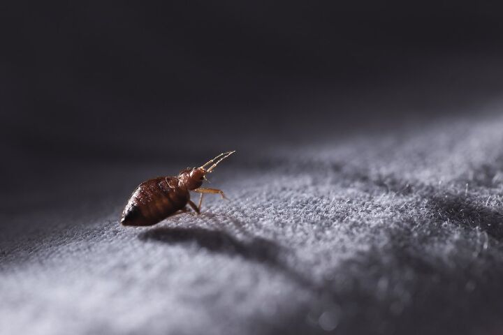 Is It Possible To Only Have One Bed Bug? (Find Out Now!)