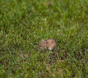 Do Mice Eat Grass? (Find Out Now!)