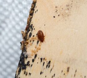 what do bed bug eggs look like find out now