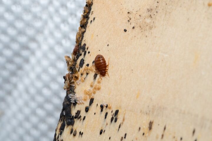 what do bed bug eggs look like find out now