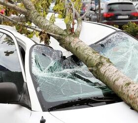 is a landlord responsible for tree damage to a car find out now