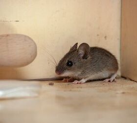 Does Vinegar Repel Mice? (Find Out Now!)