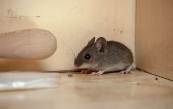 Does Vinegar Repel Mice? (Find Out Now!)