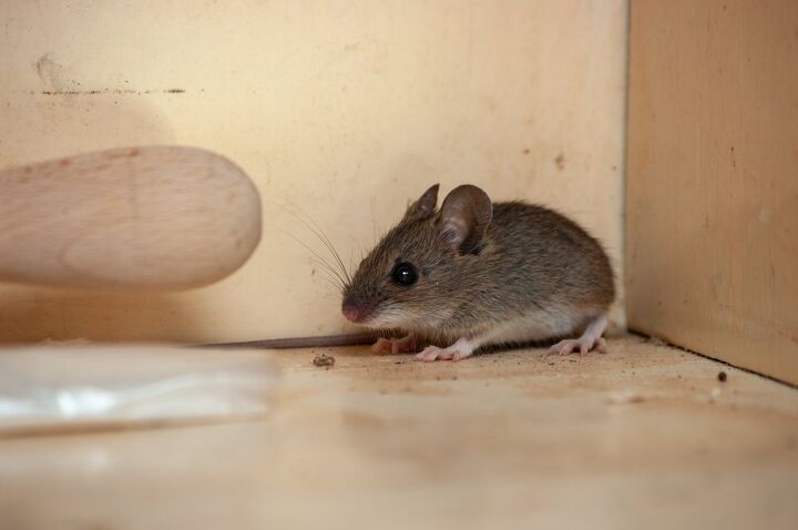 does vinegar repel mice find out now