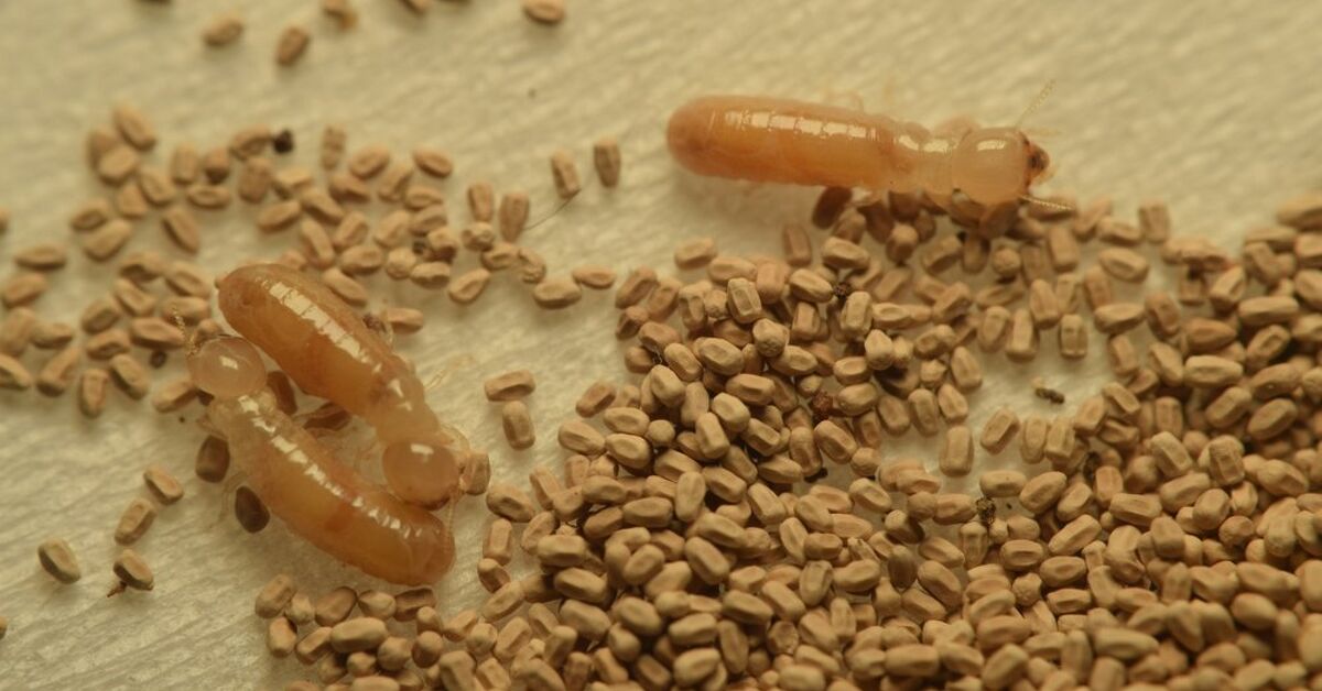 Ant Droppings Vs. Termite Droppings: How to Tell the Difference ...
