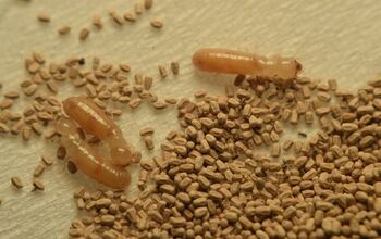 Ant Droppings Vs. Termite Droppings: How to Tell the Difference