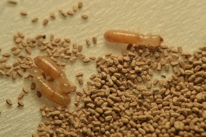 ant droppings vs termite droppings how to tell the difference