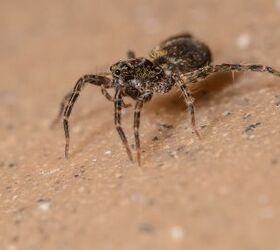 Wolf Spider Vs. Brown Recluse: What Are The Major Differences?