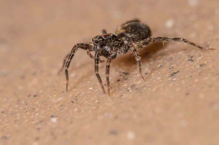 wolf spider vs brown recluse what are the major differences