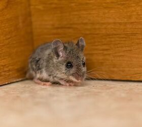 can mice climb stairs find out now
