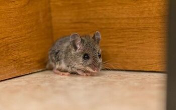 Can Mice Climb Stairs? (Find Out Now!)