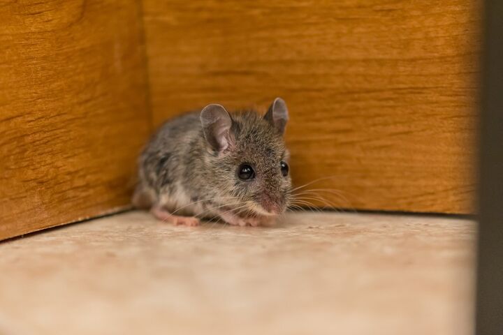 Can Mice Climb Stairs? (Find Out Now!)