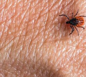 Bed Bug Vs. Tick: How to Tell the Difference