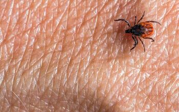 Bed Bug Vs. Tick: How to Tell the Difference
