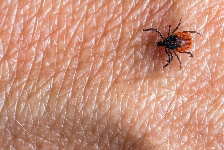 Bed Bug Vs. Tick: How to Tell the Difference