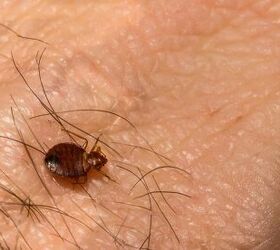 swallow bugs vs bed bugs how to tell the difference
