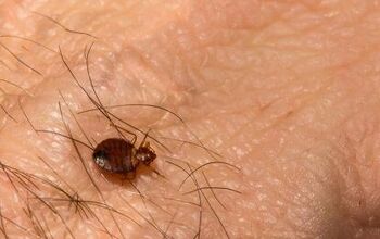 Swallow Bugs Vs. Bed Bugs: How to Tell the Difference