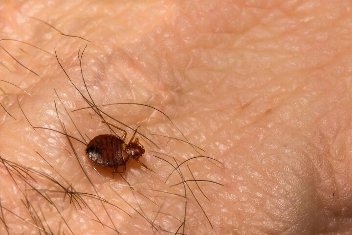 swallow bugs vs bed bugs how to tell the difference