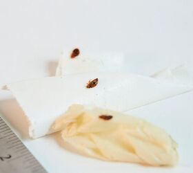 bed bugs vs roaches how to tell the difference