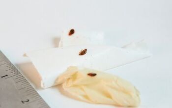 Bed Bugs Vs. Roaches: How to Tell the Difference