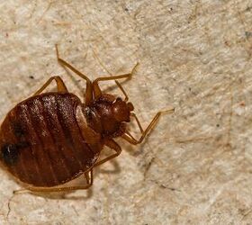 Bed Bugs Vs. Roaches: How To Tell The Difference | Upgradedhome.com