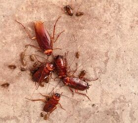Landlord Did Not Disclose Roaches? (Here's What You Can Do)