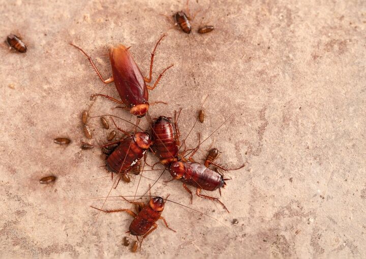 Landlord Did Not Disclose Roaches? (Here's What You Can Do)