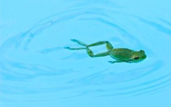 How Long Can A Frog Live In A Pool? (Find Out Now!)