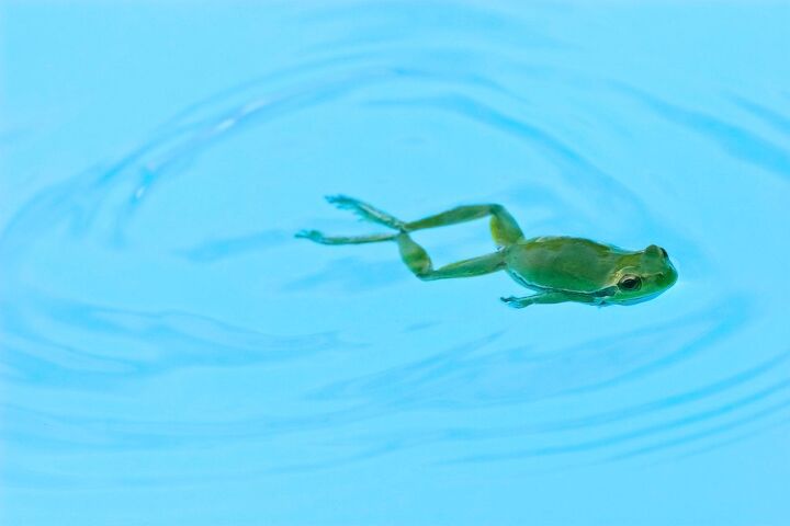 how long can a frog live in a pool find out now