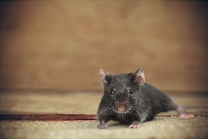 There Is A Mouse In My Room, Is It Safe To Sleep? (Find Out Now!)