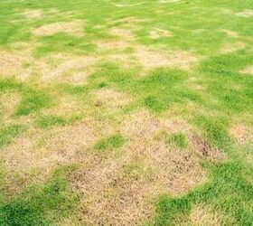 Can A Landlord Charge For Dead Grass? (Find Out Now!)