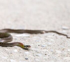 Can Snakes Get Under Garage Doors? (Find Out Now!)