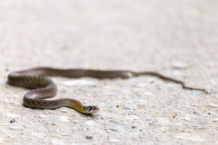can snakes get under garage doors find out now
