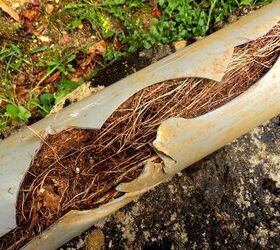 Can Tree Roots Penetrate A PVC Pipe? (Find Out Now!)