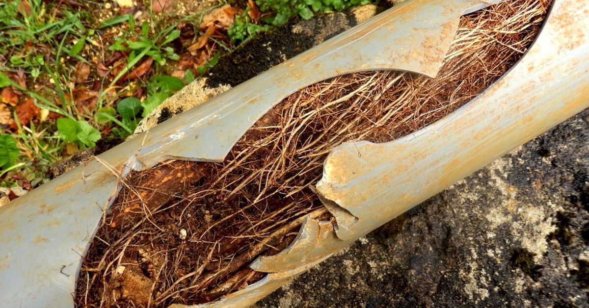Can Tree Roots Penetrate A PVC Pipe? (Find Out Now!) | Upgradedhome.com
