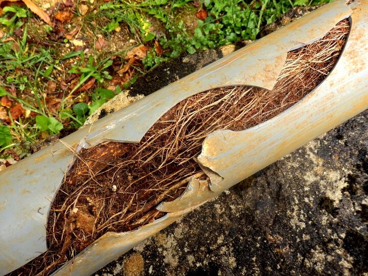 Can Tree Roots Penetrate A PVC Pipe? (Find Out Now!)