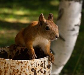 can squirrels climb pvc pipe find out now