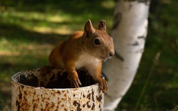 Can Squirrels Climb PVC Pipe? (Find Out Now!)