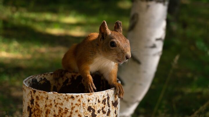 can squirrels climb pvc pipe find out now