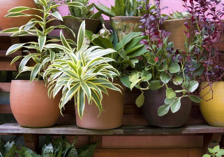 Why Are Plant Pots So Expensive? (Find Out Now!)